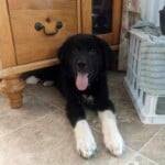 Murphy