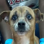 Bailey