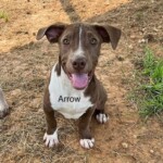 Arrow