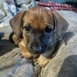 Daisy