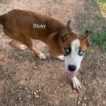 Bluey