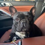 Louie