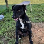 Butler
