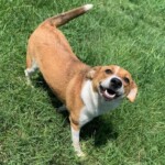 Rosie