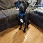 Finn