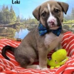 Loki