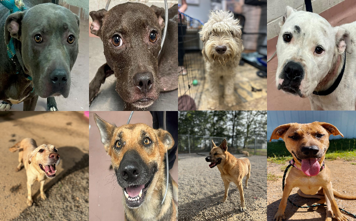 20230922pups