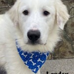 Landon