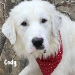 Cody
