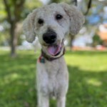 Arko