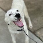Whitey