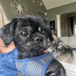 Charlie