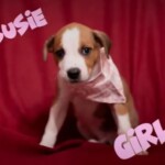 Susie