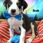 Noah