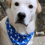 Brody