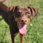 Cesar
