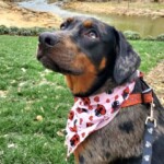 Boone