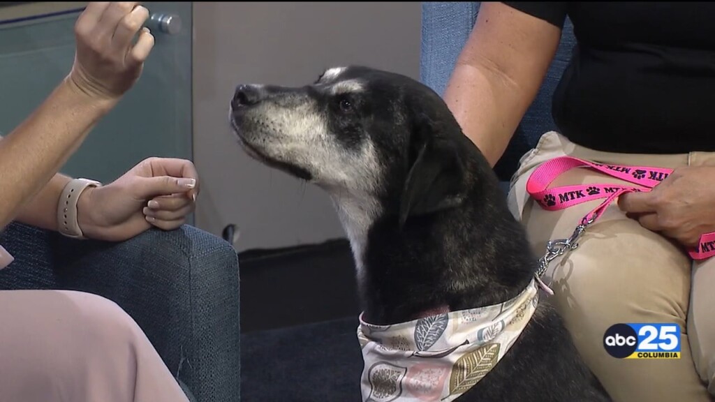 Pet Of The Week Bella