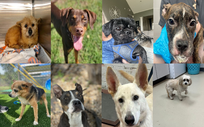 20230927pups