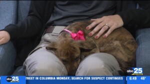 Pet Of The Week Sally