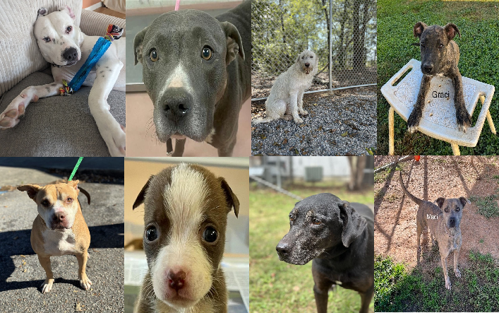 20231026pups