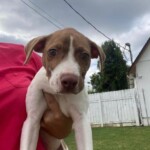 Waylon