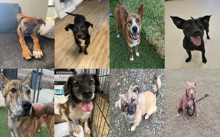 20231013pups