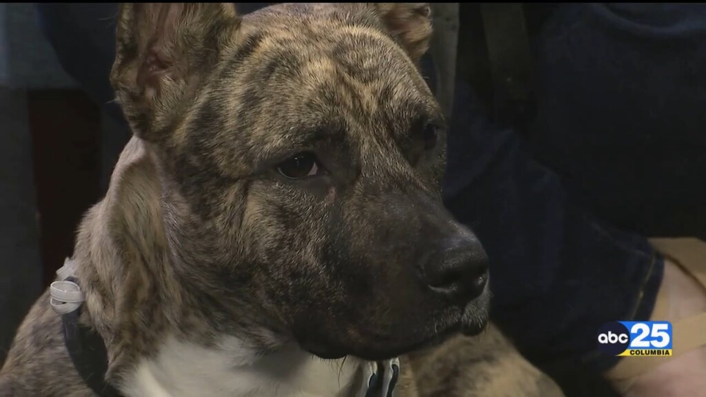 Pet Of The Week Jimmy Buffet