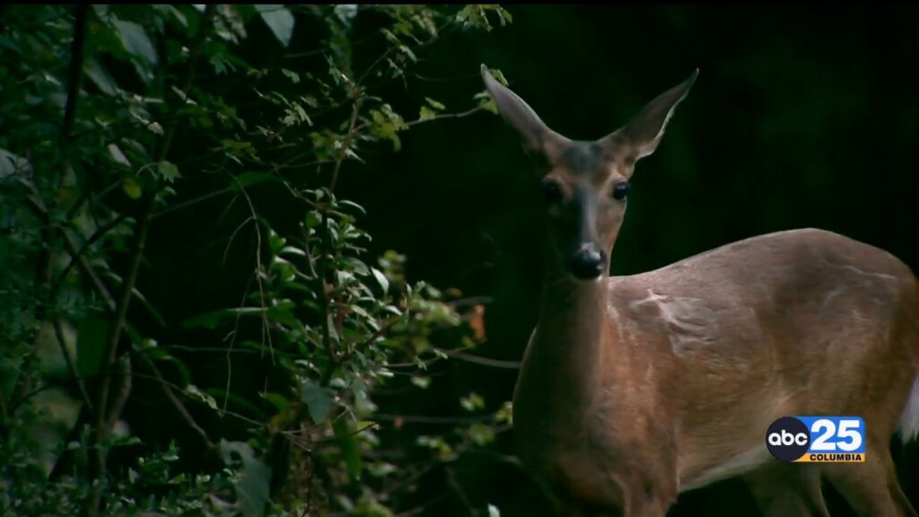 Deer Pkg