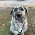 Zena