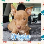 Crispin
