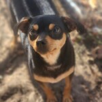 Gizmo