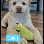 Julius
