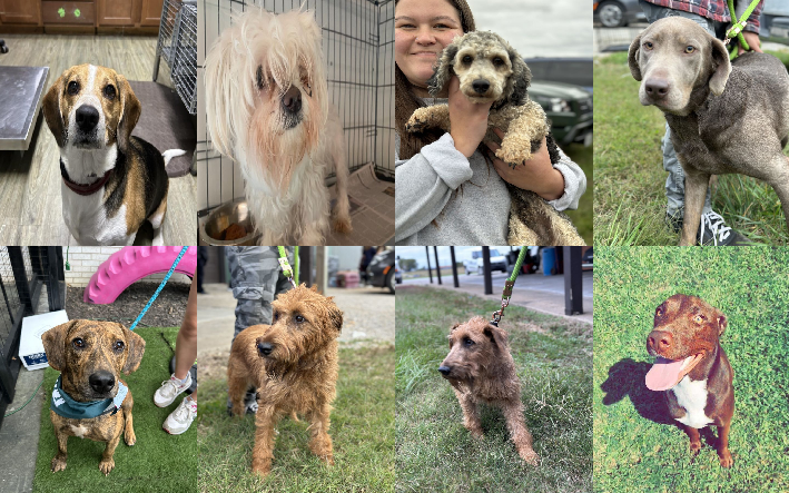 20231017pups