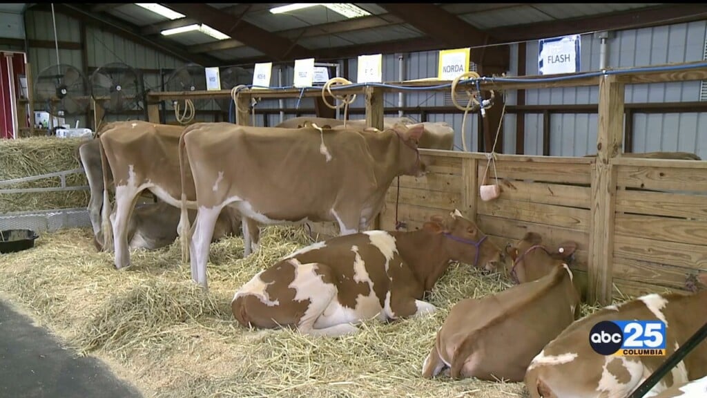 Cattle And Agriculture The 1869 Origins Of The Sc State Fair