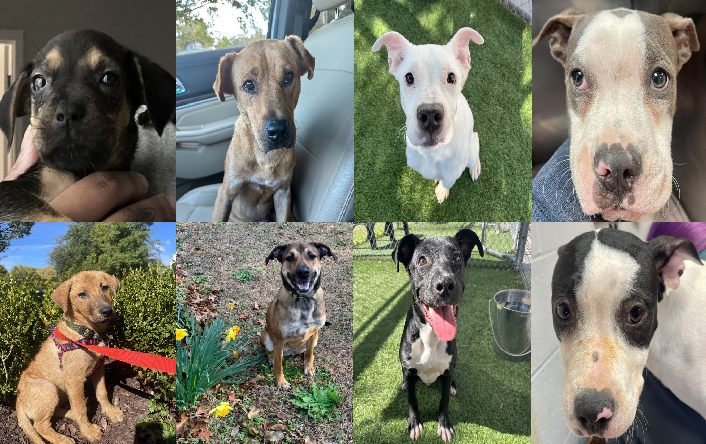 20231025pups