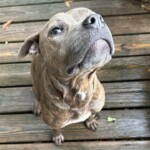 Bindi