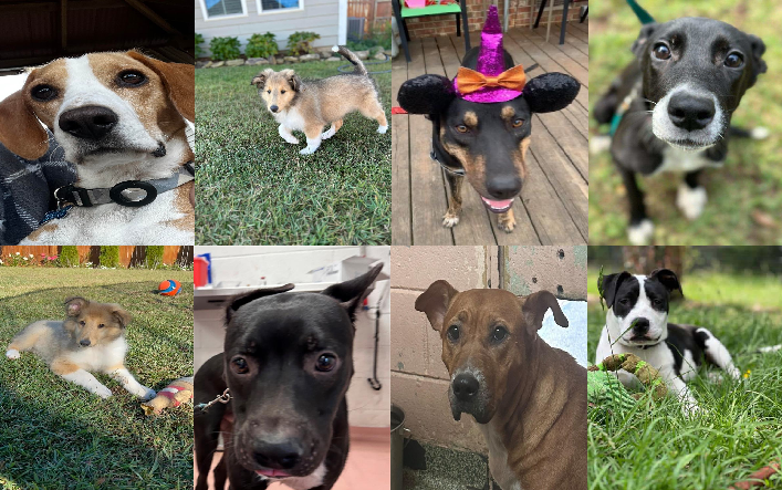 20231018pups