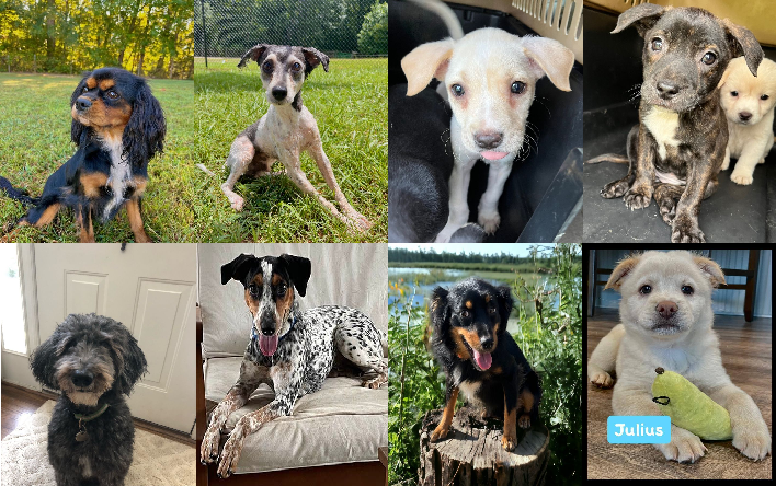 20231016pups