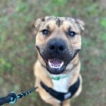 Scooby