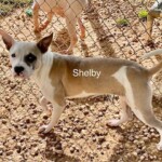 Shelby