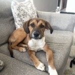 Duke