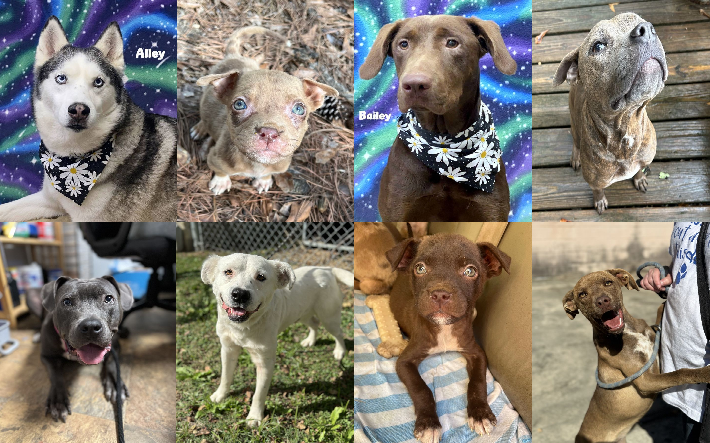 20231027pups