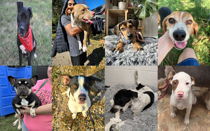 20231023dogs