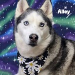 Alley