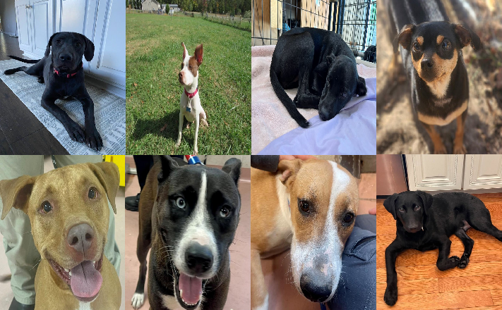 20231031pups