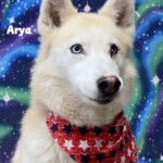 Arya