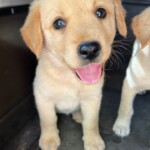 Copper