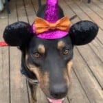 Bosco