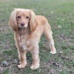 Bailey